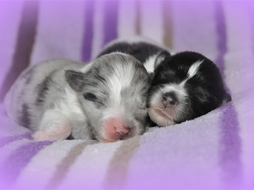 owczarek szetlandzki, sheltie