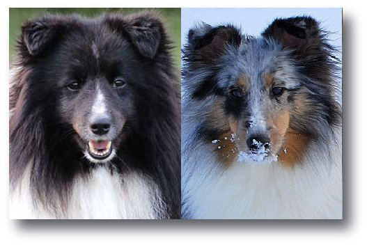 owczarek szetlandzki, sheltie