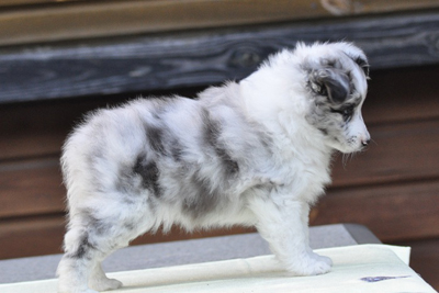 owczarek szetlandzki, sheltie