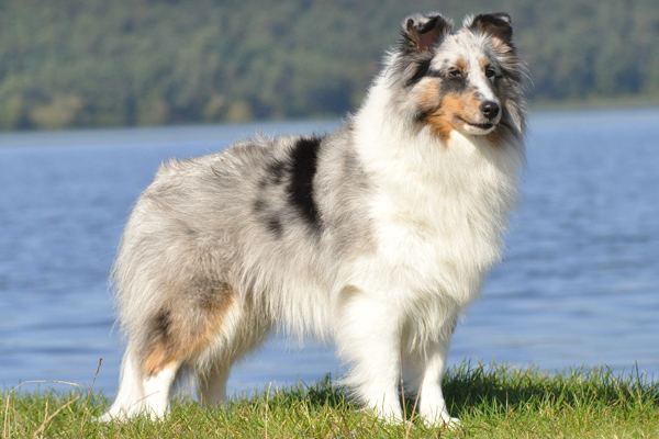 owczarek szetlandzki, sheltie